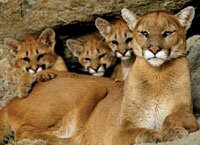 cougar family