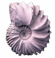 fossil shell