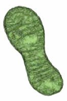 mitochondria