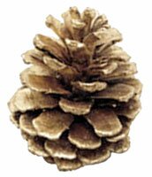 pinecone