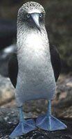 Blue-footed Boobie