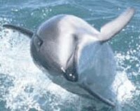 dolphin