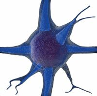 neuron