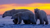 polar bears