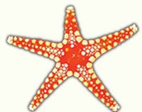 sea star