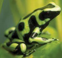 green poison dart frog