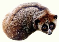 pygmy loris