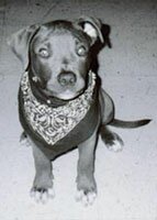 photograph of a puppy