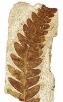 fossilized leaf