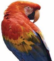 parrot
