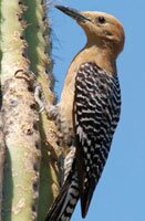 gila woodpecker