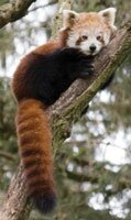 red panda